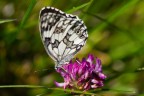 Farfalla nell'erba