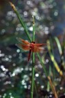 Libellula