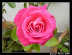 Una rosa #2
