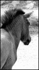 cavallo