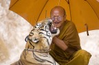 Un momento di affetto tra il monaco e la sua tigre...

20D + 70-200f2.8
