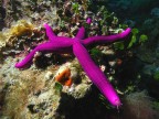 OPHIDIASTER OPHIDIANUS