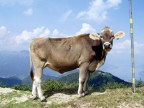 Mucca