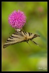 Omega (Iphiclides Podalirius)