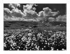 AlpenCotton