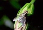 Mosca