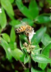 Abbuffata