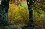 Autunno2