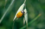 Coccinella