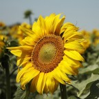 Contest Giallo