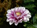 il mio giardino