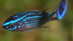 Luci al Neon