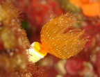Rosso fiore marino
