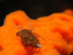 ZAMPETTATA SULL'ARANCIO