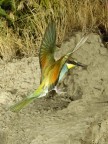 un gruccione in volo