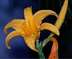 Questo  stato fatto con un fiori tropicale doppo un pioba.

qualseasi comenti sempre e un piacere leggerli