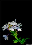 Fiori