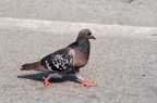 Piccione podista