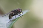 Mosca