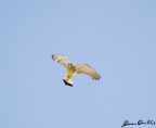 falco grillaio 1