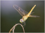 libellua gialla