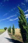 cipressi