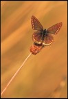 Aurum
