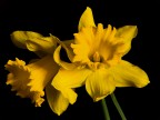 narcisi