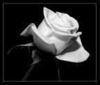 rosa bianca