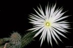 Una stella bianca