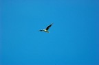 Uccello