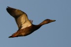 volare