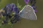 FarfallaZuiko