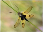 Jaune et vert