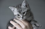 il mio cucciolo