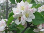 Felice chi intende il linguaggio dei fiori e delle cose mute