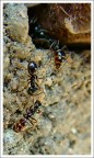 macro