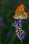 farfalla