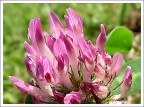 macro
