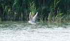 Pesca(Crop)