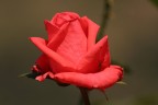 rosa estiva