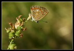 Tuffata