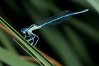 libellula 1