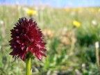 La Nigritella appartiene alla famiglia delle orchidee.
Specie protetta!

Commenti e consigli sempre ben accetti!