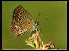 Vellutata