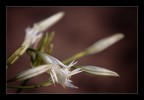 Flor de Playa
