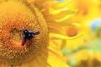 Girasole1