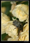 Macro