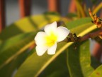 A volte basta un piccolo fiore e ti cambia la giornata