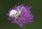 simpatica bestiola